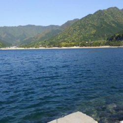 一年ぶりのアオリイカ